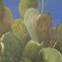 Fichi d´India, Acryl, 50 x 70 cm